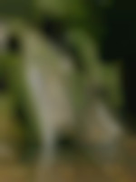 Olive01