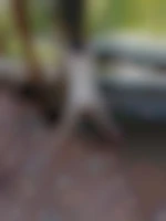 LALOPEdu59
