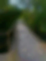 Marc62