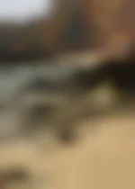 Amir