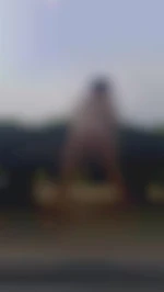 routierlope