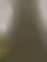 Adispo31