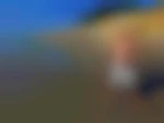 bearnique