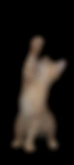 anonymous51