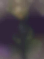 lilie-chris