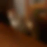 Dom88