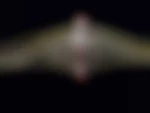 Lennatv