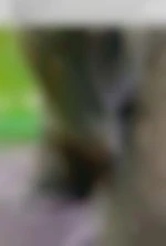 mykerinos