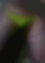 Liegebi