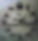 Anonyme17