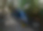gillesrp
