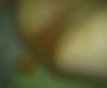 mecbien774
