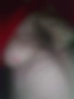 Bearsbi