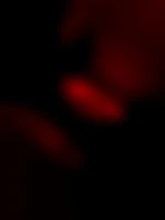 Val3556