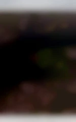 ouioui