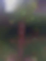Bamby26000