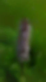 pietri