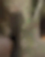 Bull24