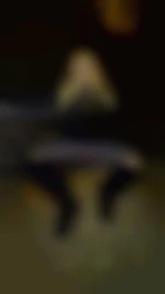 blondinette