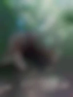 Bear68000