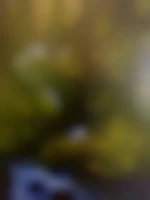 virax1