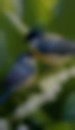 Bern0606