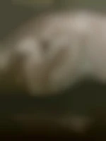 Julebi