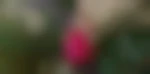 Tit74