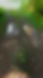 Maitredomi