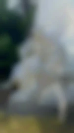 Coq