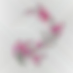 Sakura2