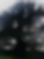 Levader