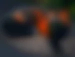Yan_
