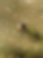 Ja12