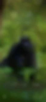 Monkeyman