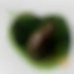 amateur65