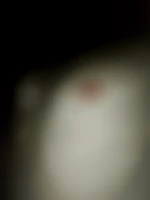 Francky73