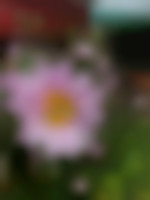 Bitterfly33