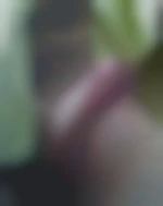 Zenoha22