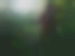 Graal