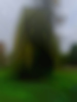 Bonnept1