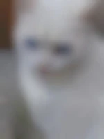 Adorecuni
